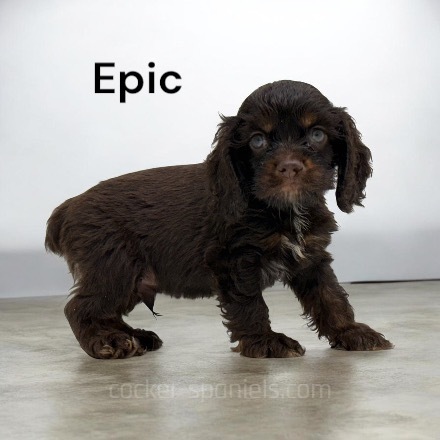 puppy, for, sale, Cocker Spaniel, Joe & Cherri  Overlease, dog, breeder, Miller, MO, dog-breeder, puppy-for-sale, forsale, nearby, find, puppyfind, locator, puppylocator, aca